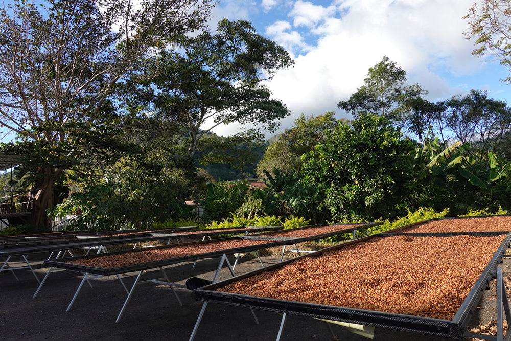 Higueronal - Costa Rica