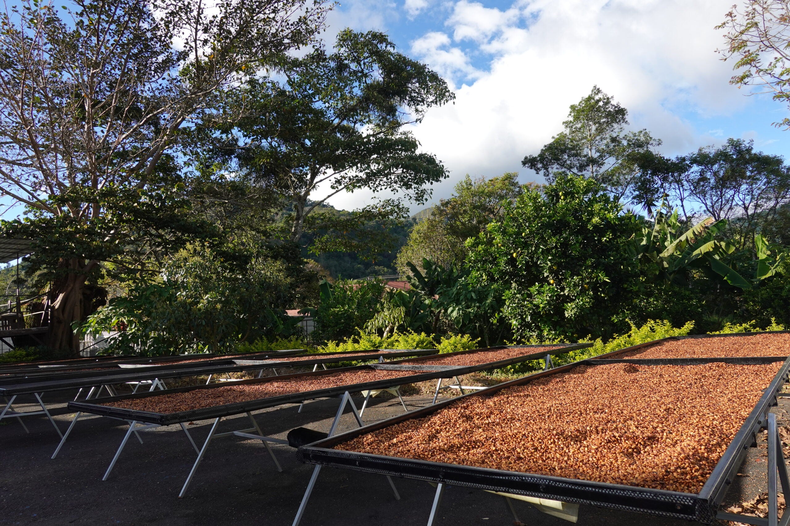 Higueronal - Costa Rica
