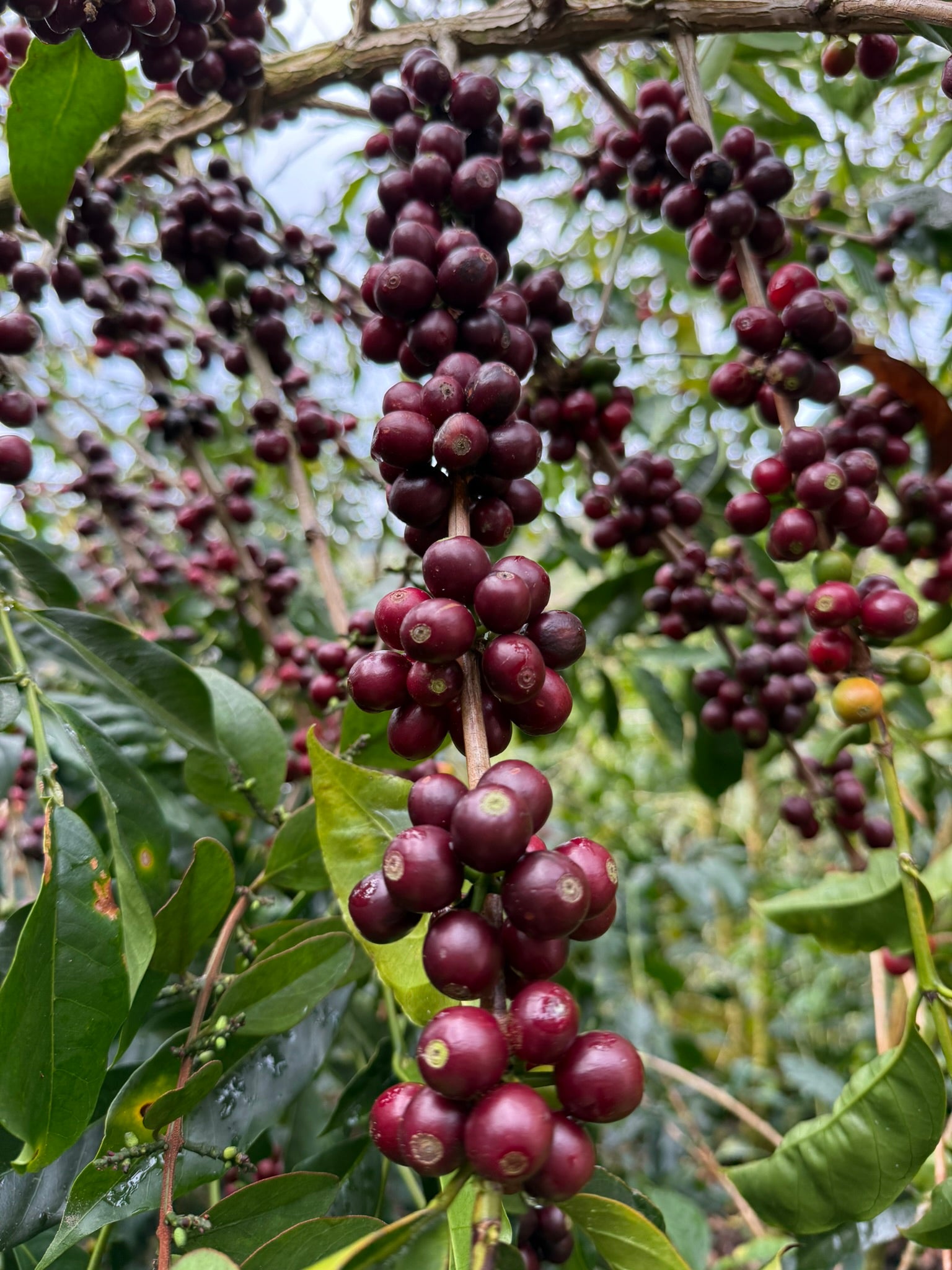Higueronal - Costa Rica
