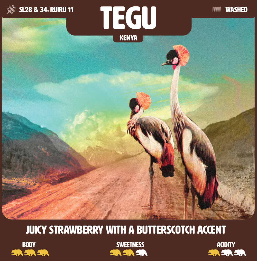Discover Kenya Tegu, a seasonal Kenyan specialty coffee from Nyeri County. Roasted in Bruges with notes of sweet strawberries and butterscotch.