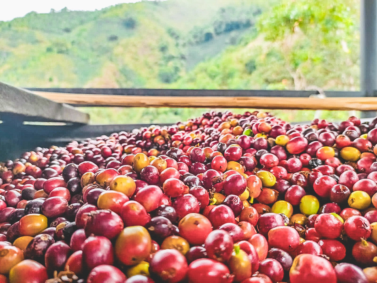 Los Patios - Colombia (co-infusion)