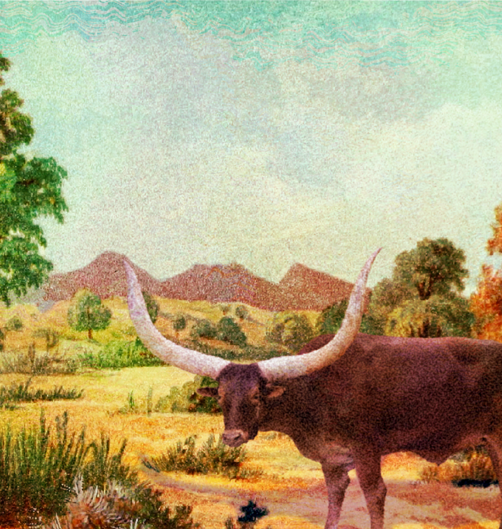 Watusi